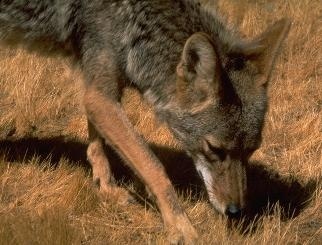 Coyotes